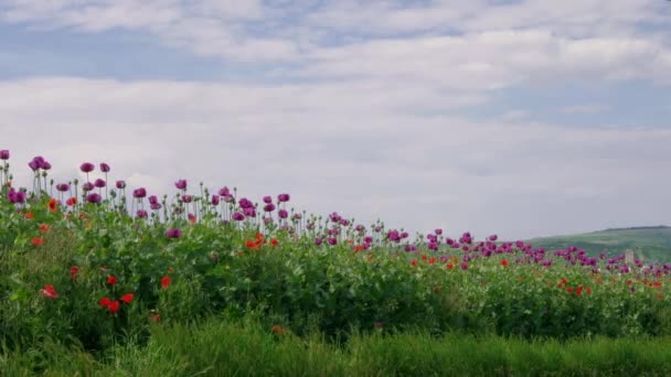 Letní Červené Fialové Mák Květiny Pole Hmyz Létání Modrá Obloha — Stock video