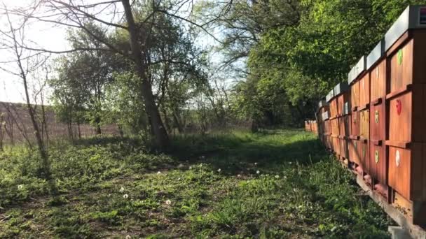 Abejas Voladoras Cerca Colmena Madera Soleado Día Primavera Tiro Mano — Vídeo de stock