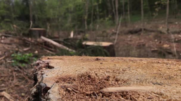 森の中でヨーロッパのトウヒ樹皮カブトムシ攻撃の影響として近い摩擦 昆虫の余波は木を傷めた 壊滅的な森の死をバックアップします 森の中の森林破壊 バークビートルの侵入後に木工 森林の破壊 管理されていないクリアランス — ストック動画