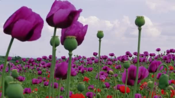 風の強い日には マゼンタのケシ畑と曇りの青空 遠くに電源ライン開花 自然の背景の色 睡眠の概念 バイオレット花の風景 中ショットの焦点 牧草地に紫色のケシと緑色のケシのカプセルを咲かせます フラッタ — ストック動画