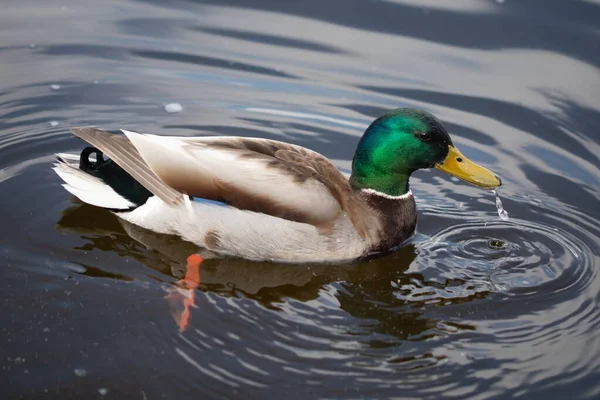 Canard Colvert Mâle Sauvage Nageant Photo Rapprochée — Photo