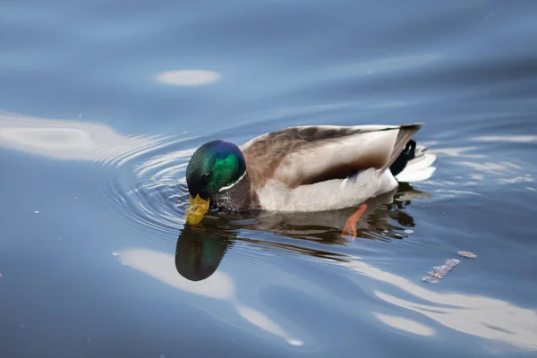 Canard Colvert Mâle Sauvage Nageant Photo Rapprochée — Photo