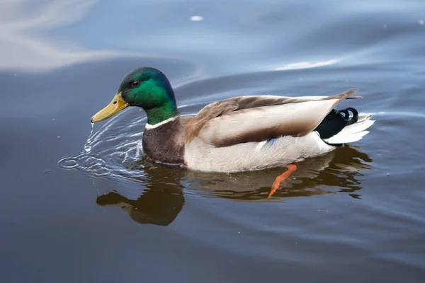 Nado Pato Reais Macho Selvagem Foto Close — Fotografia de Stock