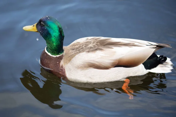 Wild Male Mallard Duck Swimming Close Photo — Stock Photo, Image