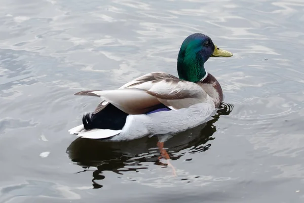 Canard Colvert Mâle Sauvage Nageant Photo Rapprochée — Photo