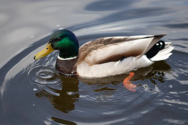 Canard Colvert Mâle Sauvage Nageant Photo Rapprochée — Photo