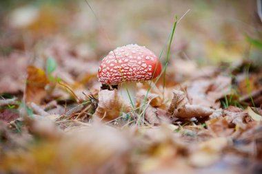 Ormanda mantarın yakın plan çekimi.