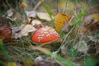 Ormanda mantarın yakın plan çekimi.