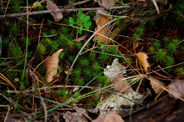 Bela Floresta Outono Musgo Grama — Fotografia de Stock