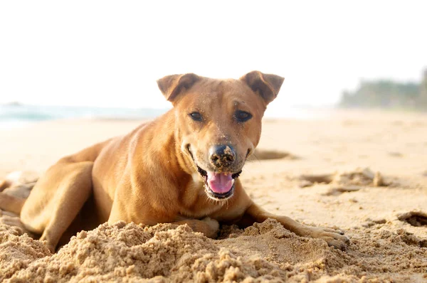 砂浜の犬 — ストック写真