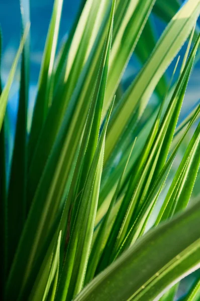 Green Leaves Beach — Stock Photo, Image