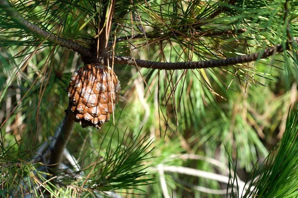 Cono Pino Una Rama Árbol — Foto de Stock