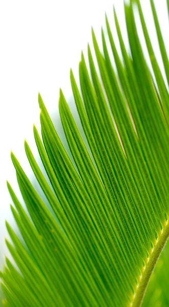 Green Leaf Palm Tree White Background — Stock Photo, Image