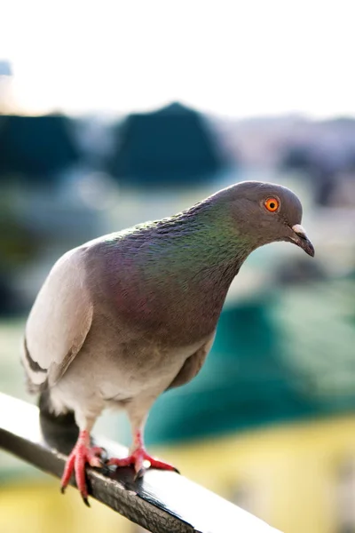 Pigeon Sur Toit Ville — Photo