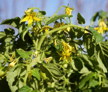 İlkbaharda dalda küçük yeşil domatesler
