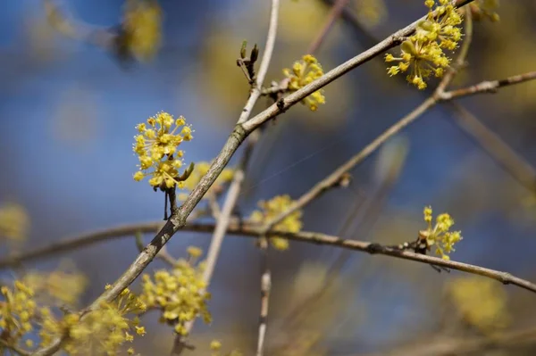 Spring Flowers Dogwood Bush Royalty Free Stock Images