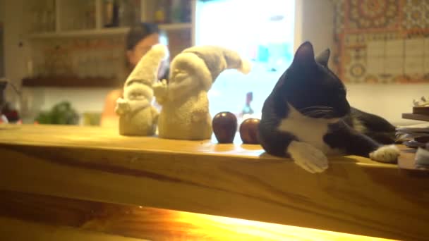 Чорно-білий кіт на барі в кафетерії, відпочиває. — стокове відео