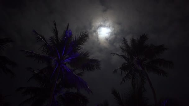Dolunay, sahilde, güzel palmiye ağaçları — Stok video