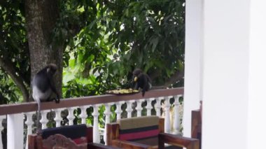 Sri Lanka Oteli 'ndeki maymun balkondan muz çalıyor.