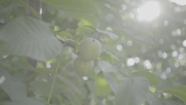 Walnoot aan een boom in de zomer, zonnig — Stockvideo