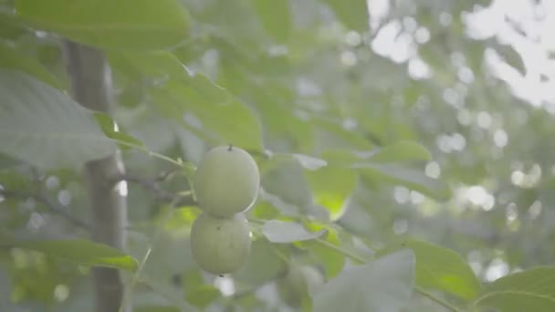 Walnoot aan een boom in de zomer, zonnig — Stockvideo