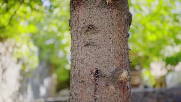 Abeto, tronco de árbol y ramas de primer plano — Vídeo de stock