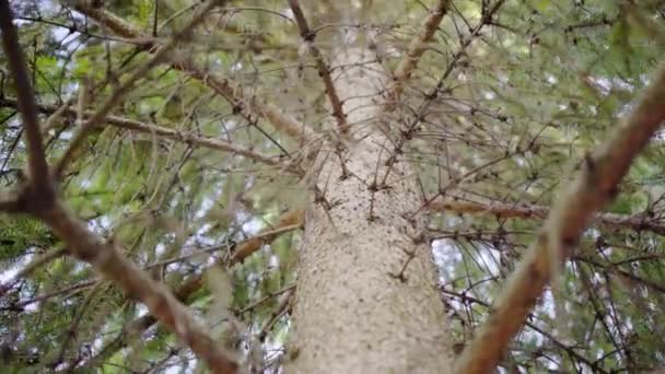 Зеленая ель, ветви и корона деревьев — стоковое видео