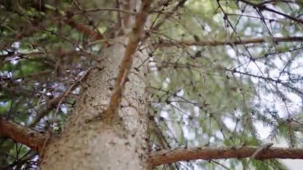 Spruce, tree branches and crown — 图库视频影像