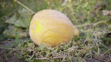 Balkabağım açık havada yerde yatıyor.