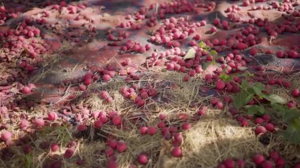 Органические, красные ягоды, крупным планом лежат на земле, на ковре — стоковое видео