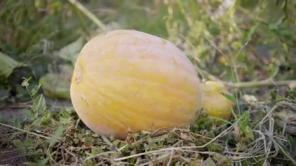 Kürbis im Gemüsegarten wächst, liegt an klaren Tagen auf dem Boden — Stockvideo