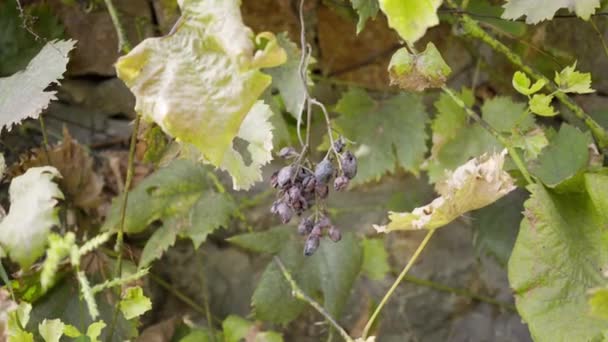 Kranke Weinplantagen gegen eine Steinmauer — Stockvideo