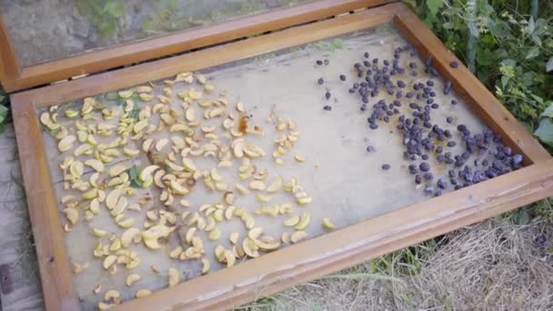 Αποξηραμένα φρούτα, παραγωγή και ξήρανση φρούτων στο σπίτι — Αρχείο Βίντεο