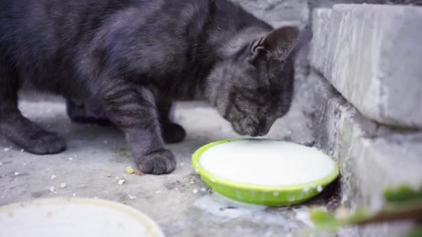 Black Cat dricker mjölk ur en skål, en katt med ett öga — Stockvideo