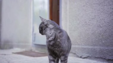 Tek gözlü siyah kedi.