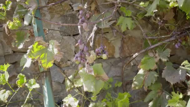 Torkade druvor på en gren, torka — Stockvideo