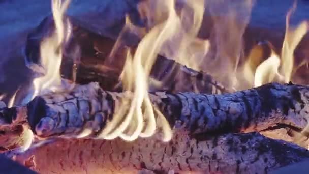 Un falò brucia la sera, rami d'albero bruciano nel fuoco — Video Stock