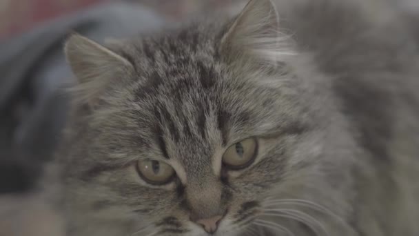 Otthon Szibériai macska, ül a kezét — Stock videók