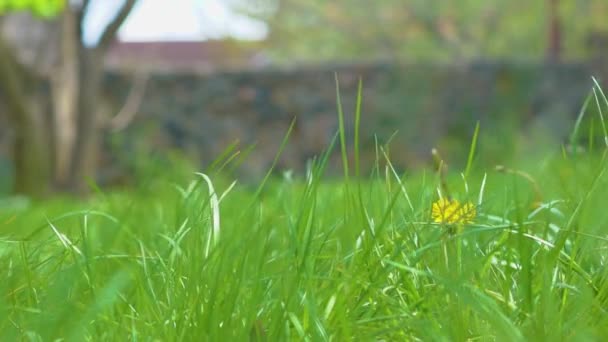 Spring grass in which yellow dandelion grows — Stock Video