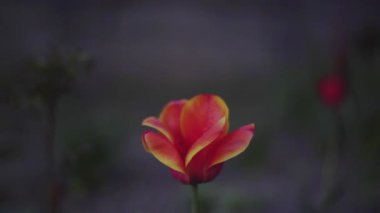 Güzel kırmızı lale, bulanık arka plan, öğleden sonra