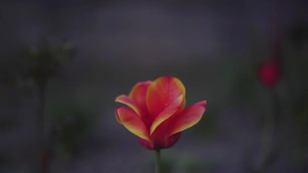 Beautiful red tulip, blurred boke background, late afternoon — Stock Video