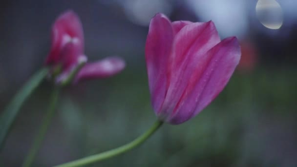 Прекрасный сиреневый тюльпан, размытый фон, поздний вечер — стоковое видео
