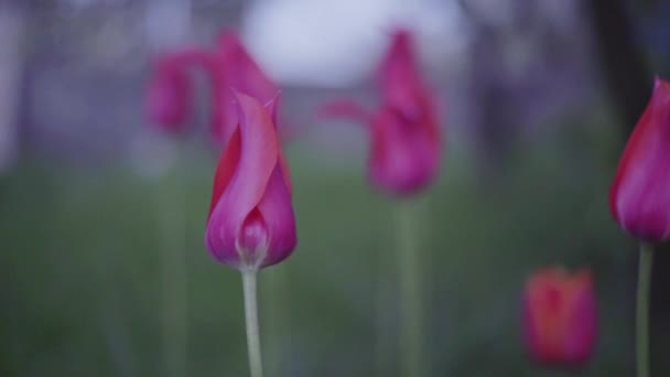 Vackra rosa tulpaner, suddig boke bakgrund, sent på natten — Stockvideo
