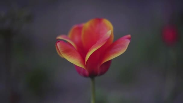 Gyönyörű piros tulipán, elmosódott boke háttér, késő délután — Stock videók