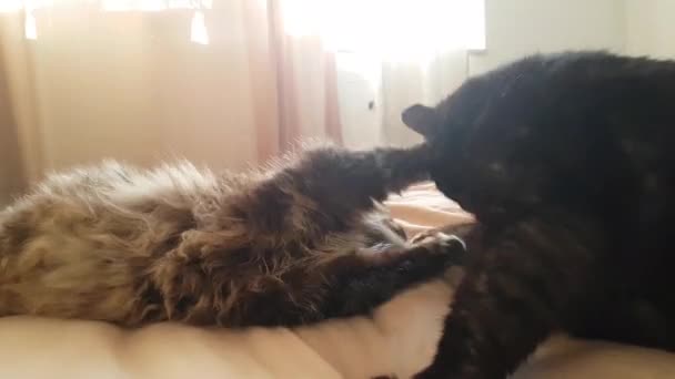 Zwei Katzen, schwarz und gestromt, spielen auf dem Bett und liegen — Stockvideo