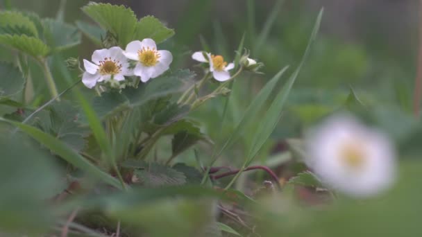 Strawberry blossoms, white flowers green grass — Stock Video