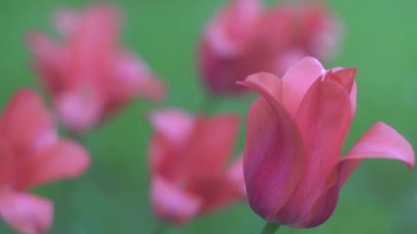 Red flowers, tulips close-up, beautiful bokeh — Stock Video