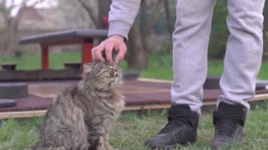 Adamım, sporcu, baharın başlarında, akşam bahçede, bir kediyi okşuyor.