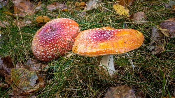 colorful and poisonous mushrooms in the forest