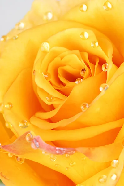 Beautiful yellow rose closeup on light gray background — Stok fotoğraf